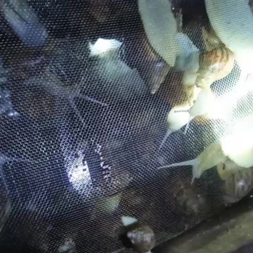 白玉蜗牛