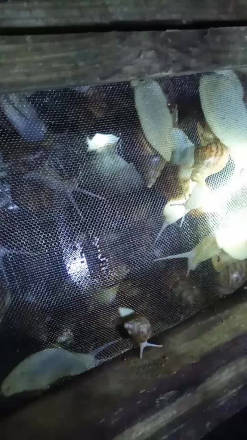 白玉蜗牛