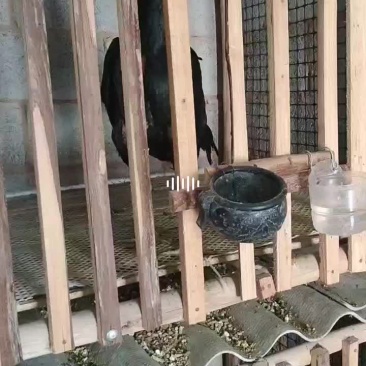 越缅斗鸡!