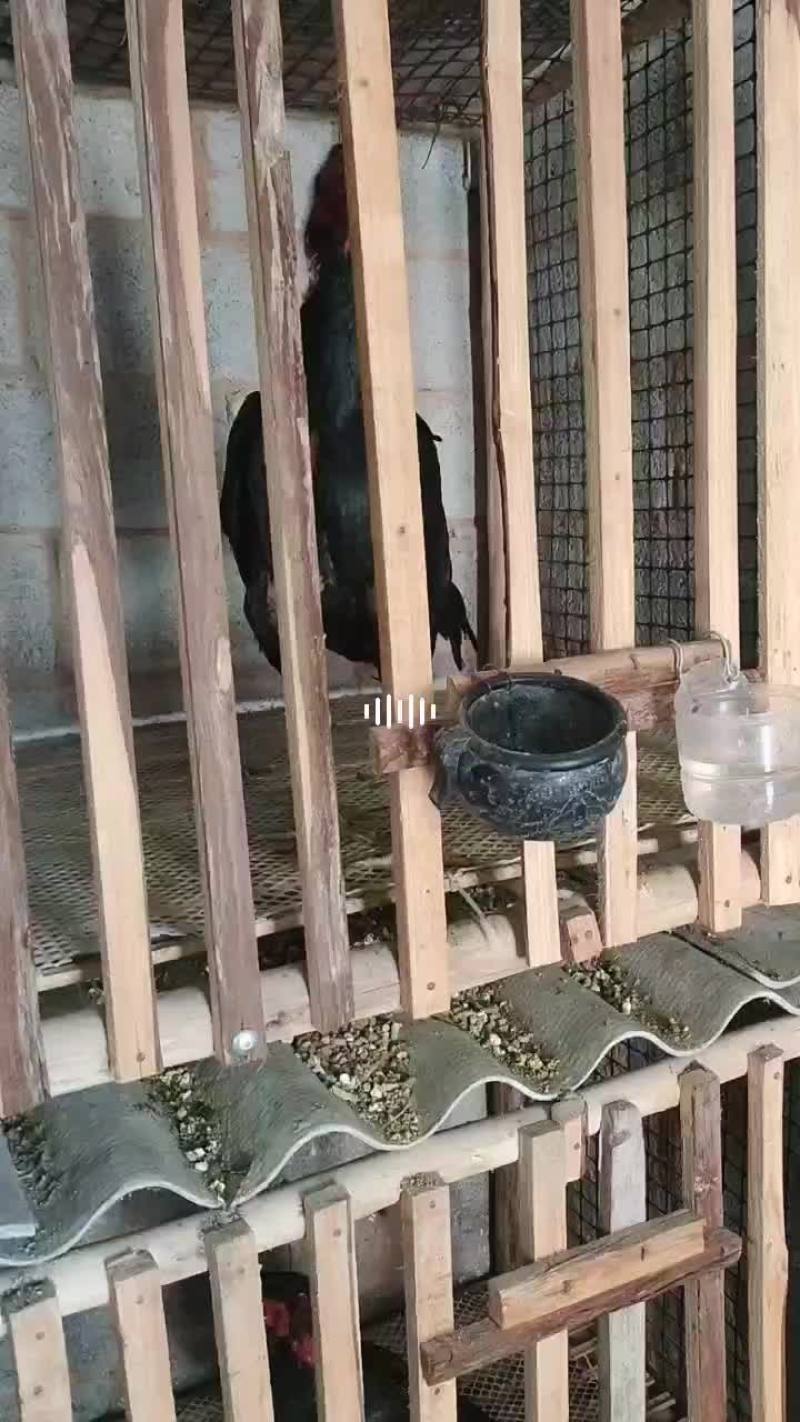 越缅斗鸡!