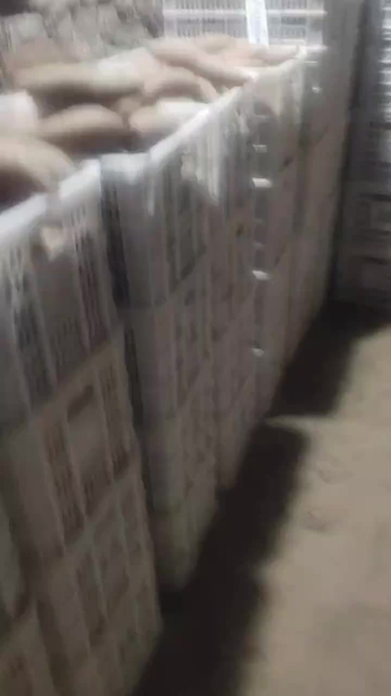 沙地烟薯25红皮红心