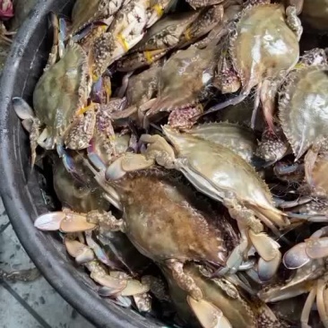 125g-150g红膏蟹净蟹超市专用