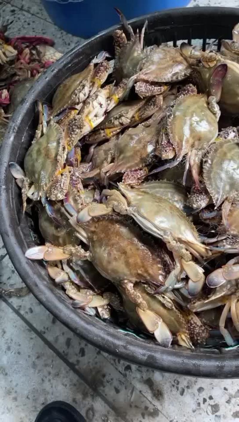 125g-150g红膏蟹净蟹超市专用