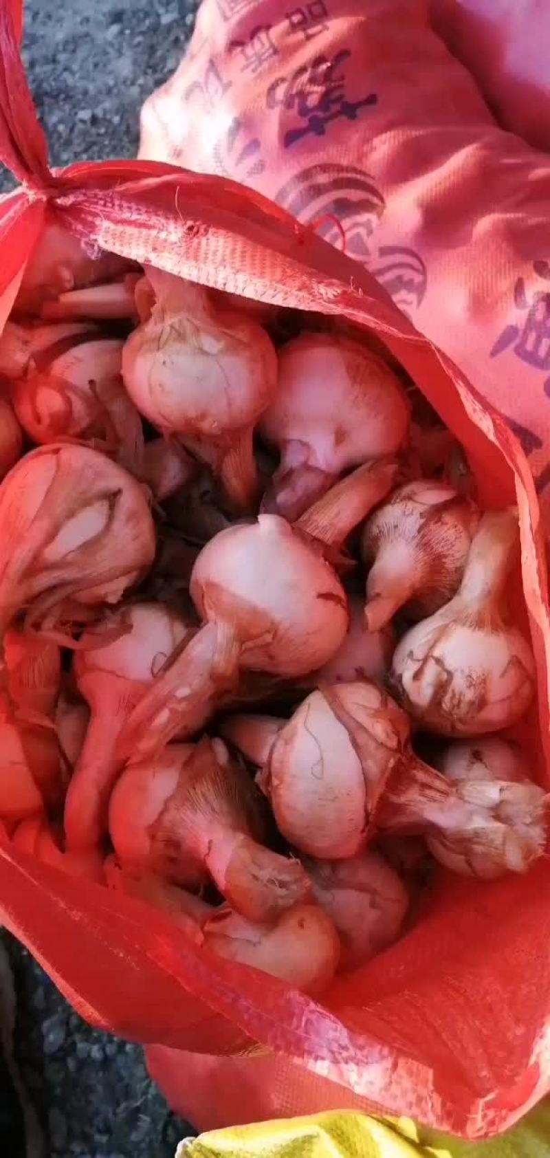 广西唐菇