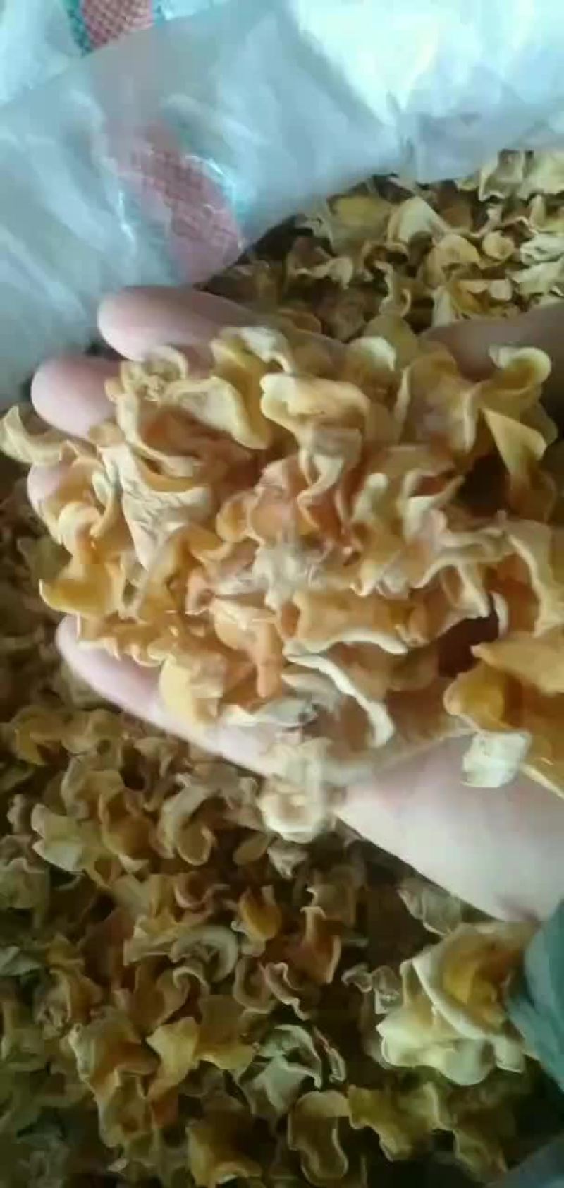 白玉耳批发