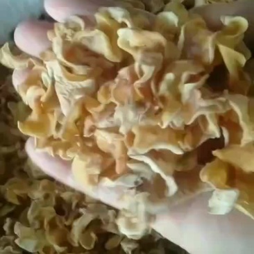 白玉耳批发