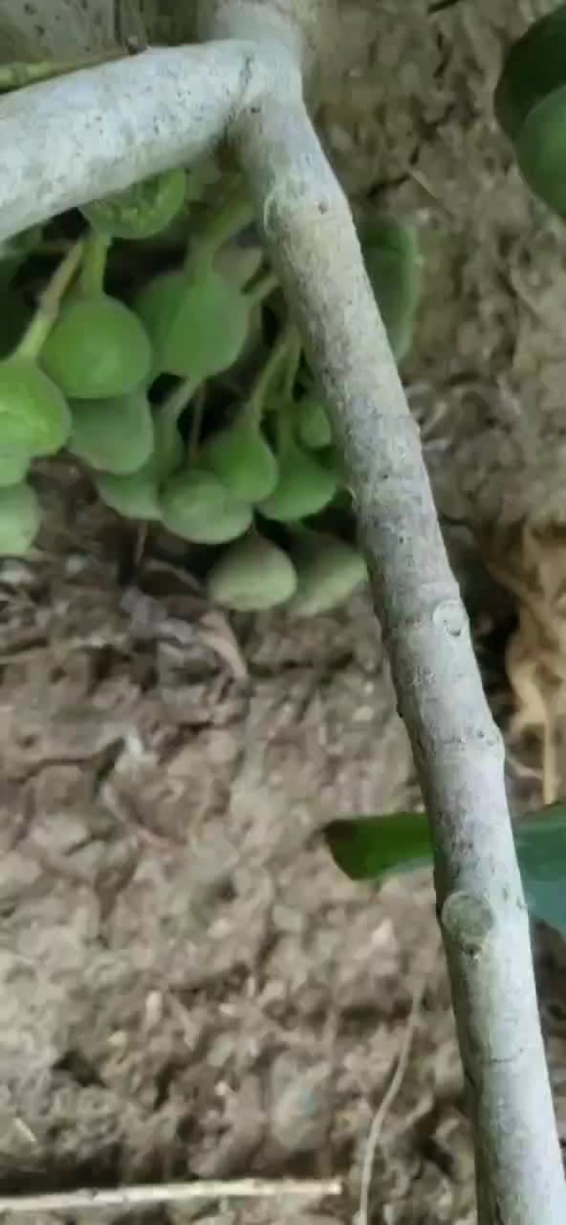 木瓜榕无花果