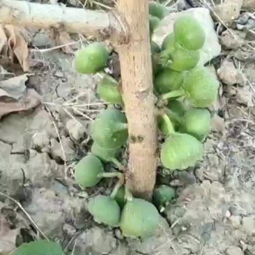 木瓜榕无花果