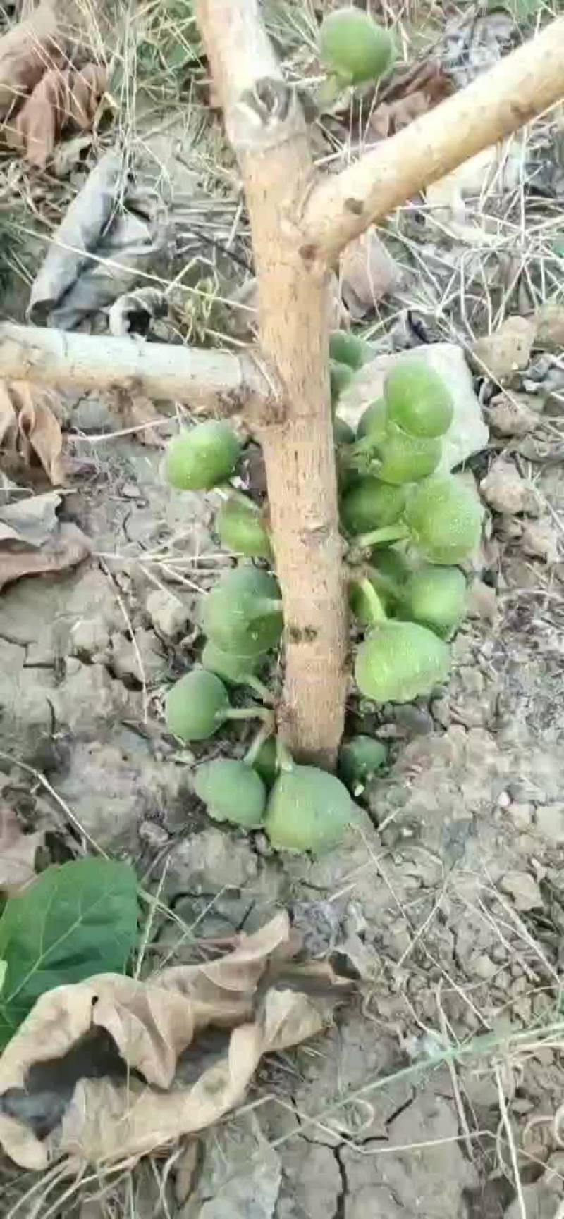 木瓜榕无花果