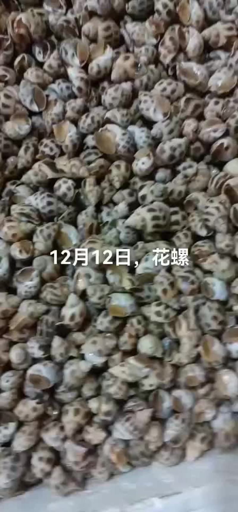 花螺