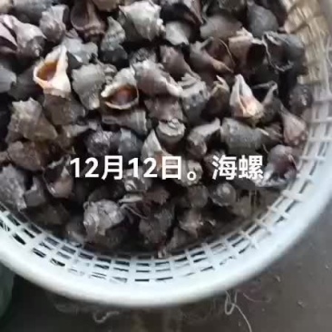 海螺