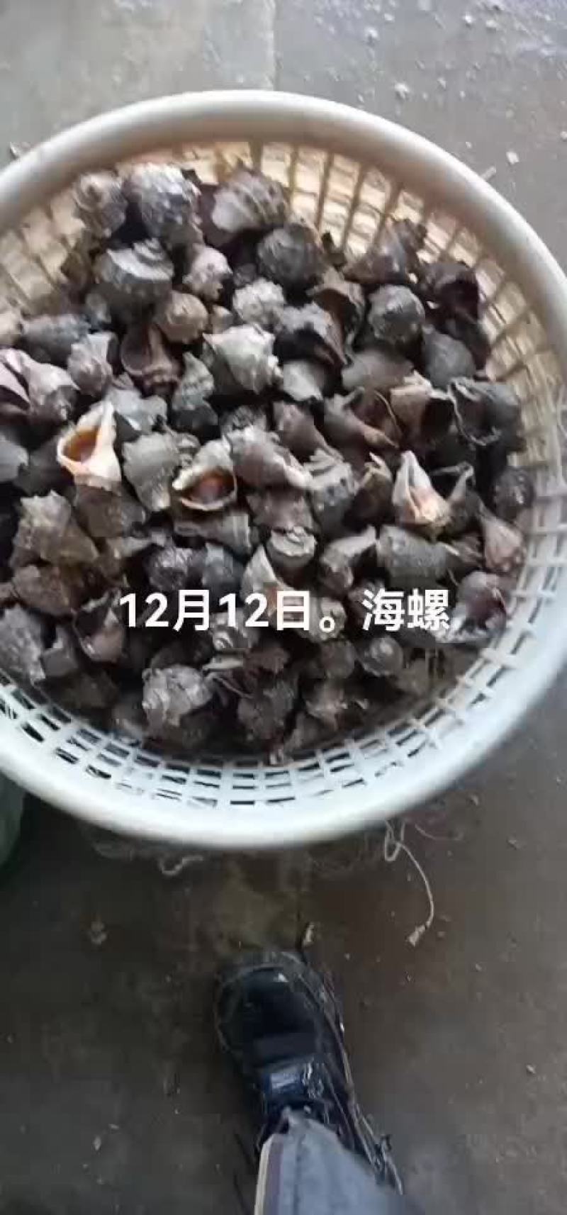 海螺