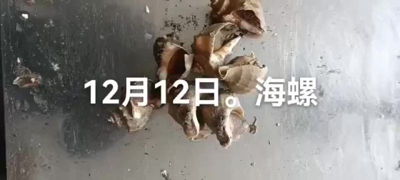 海螺