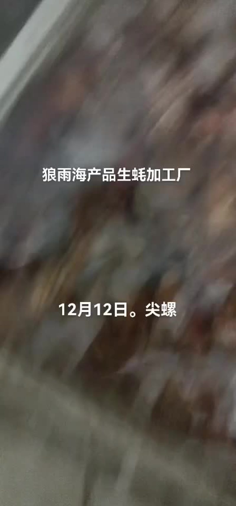 海螺