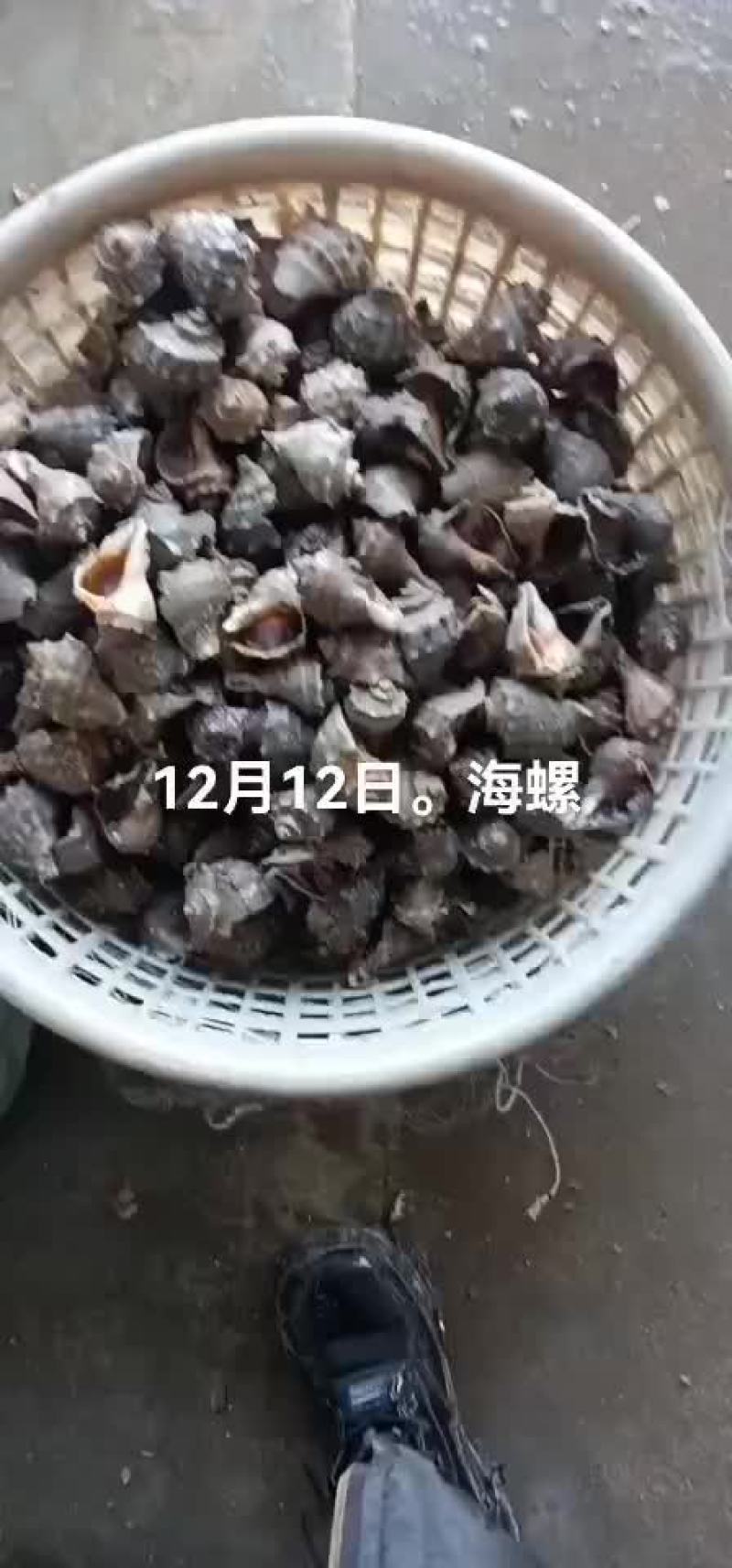 海螺