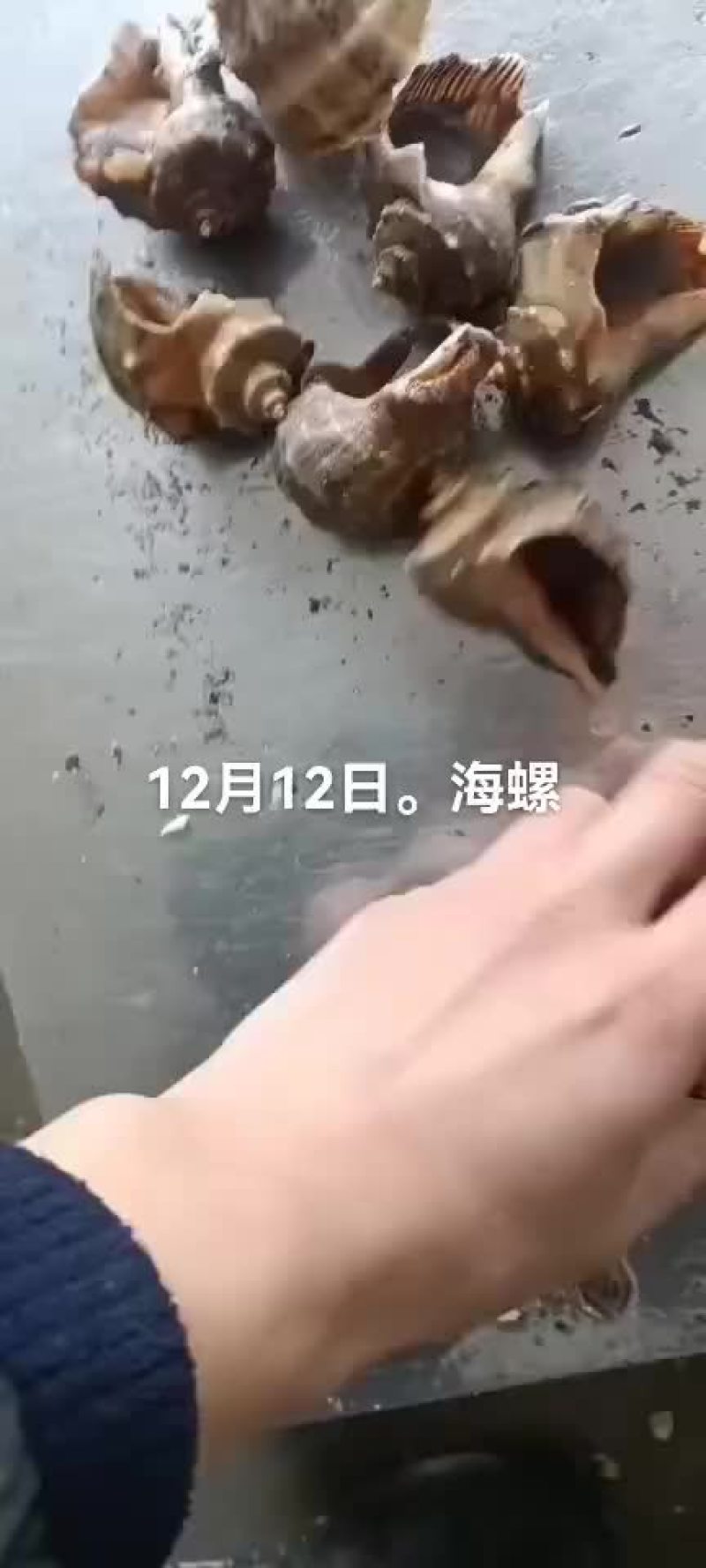 海螺