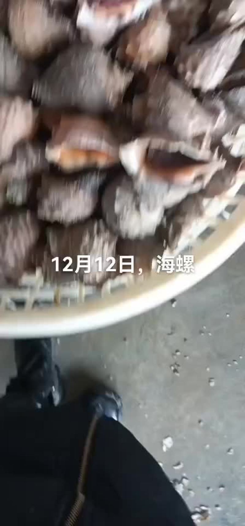 海螺