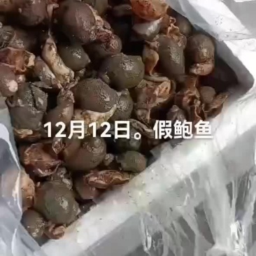 假鲍鱼，石甲红