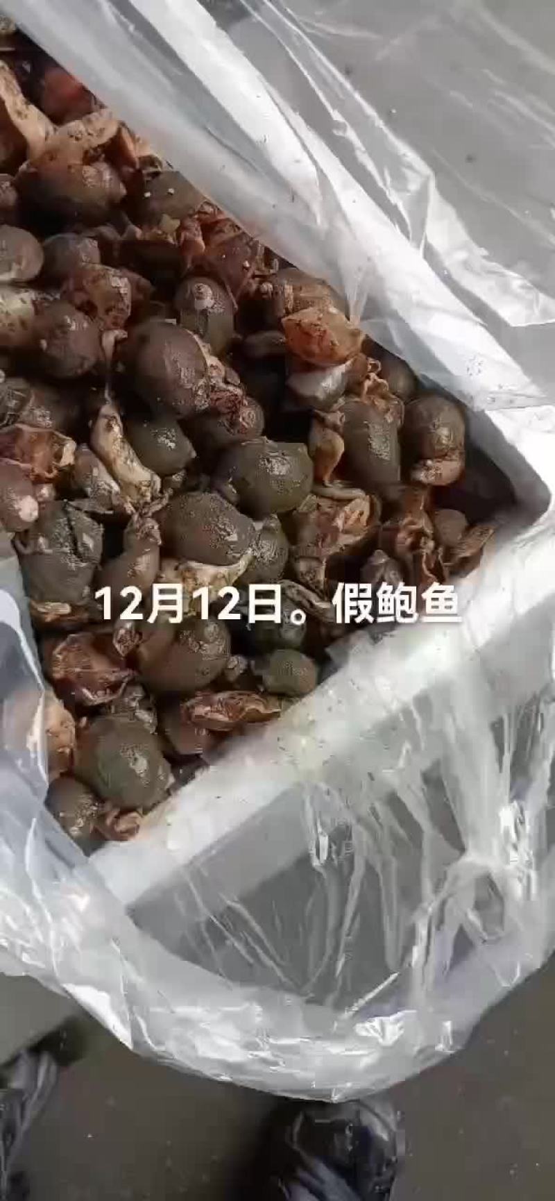 假鲍鱼，石甲红