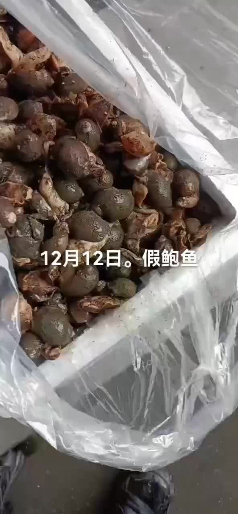 假鲍鱼，石甲红