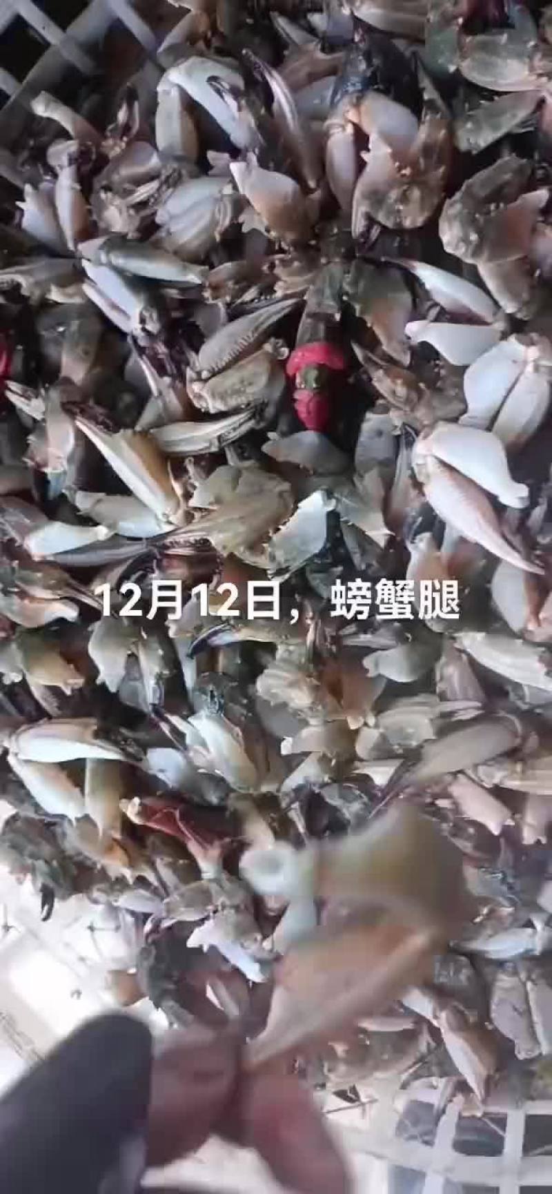 假鲍鱼，石甲红