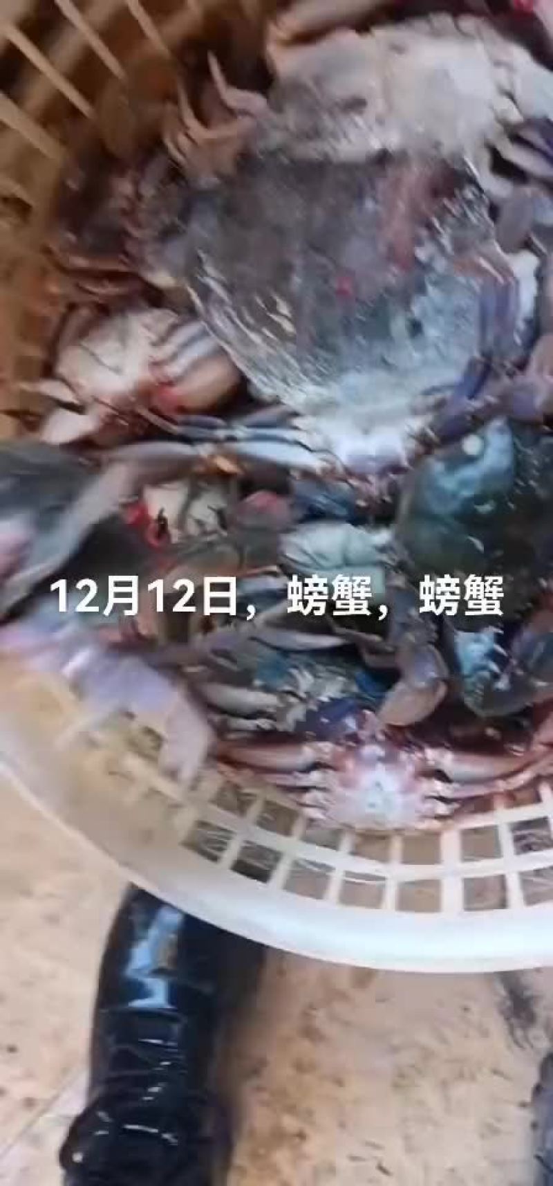 假鲍鱼，石甲红