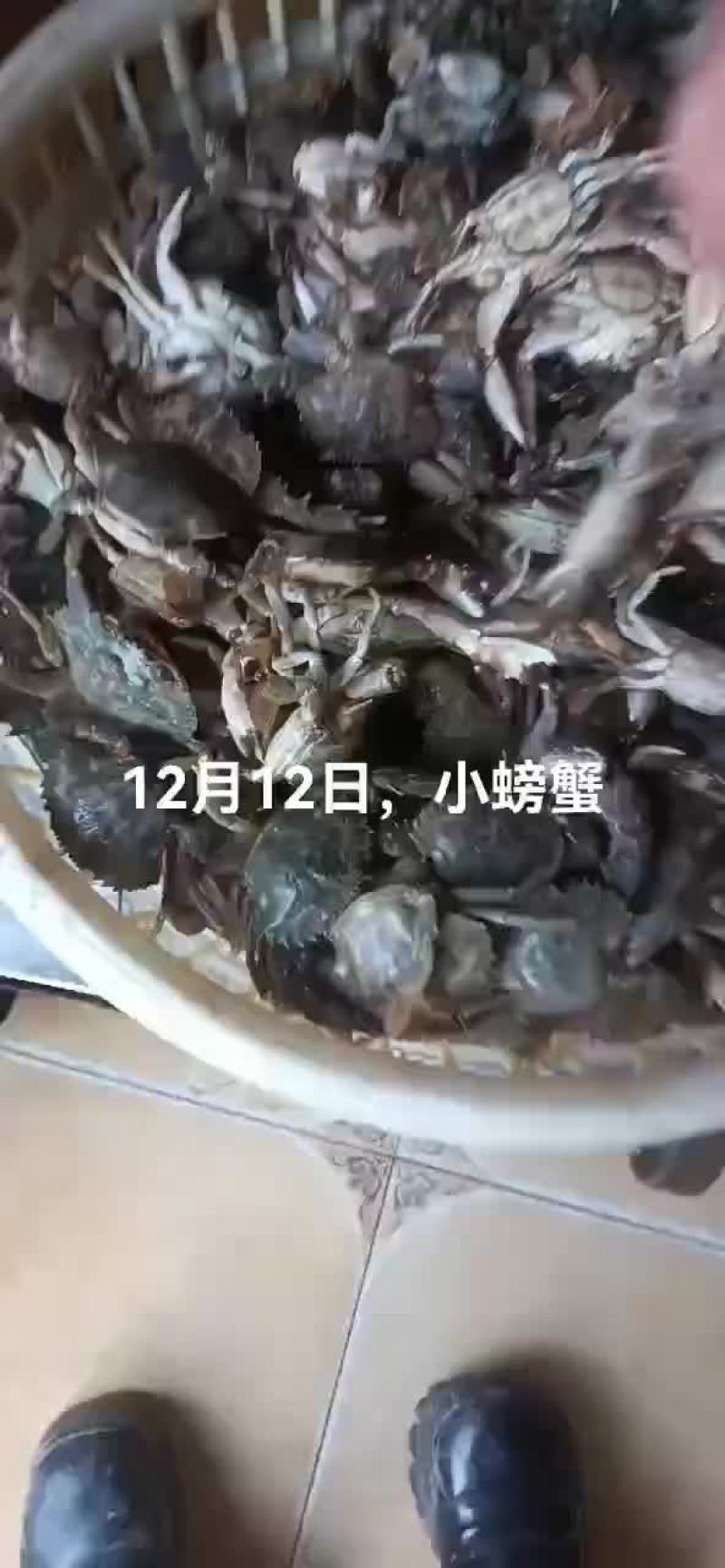 假鲍鱼，石甲红