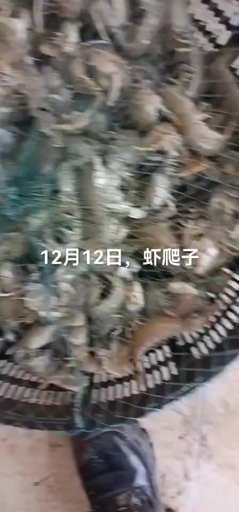假鲍鱼，石甲红