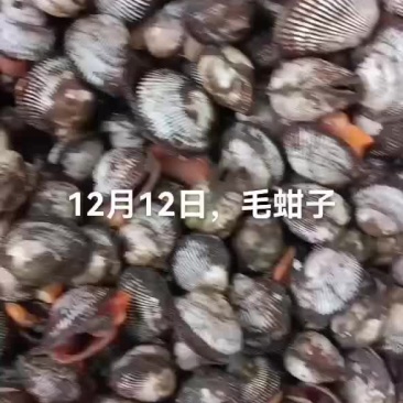 毛蚶子，赤贝
