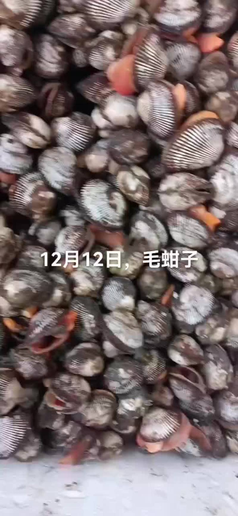 毛蚶子，赤贝