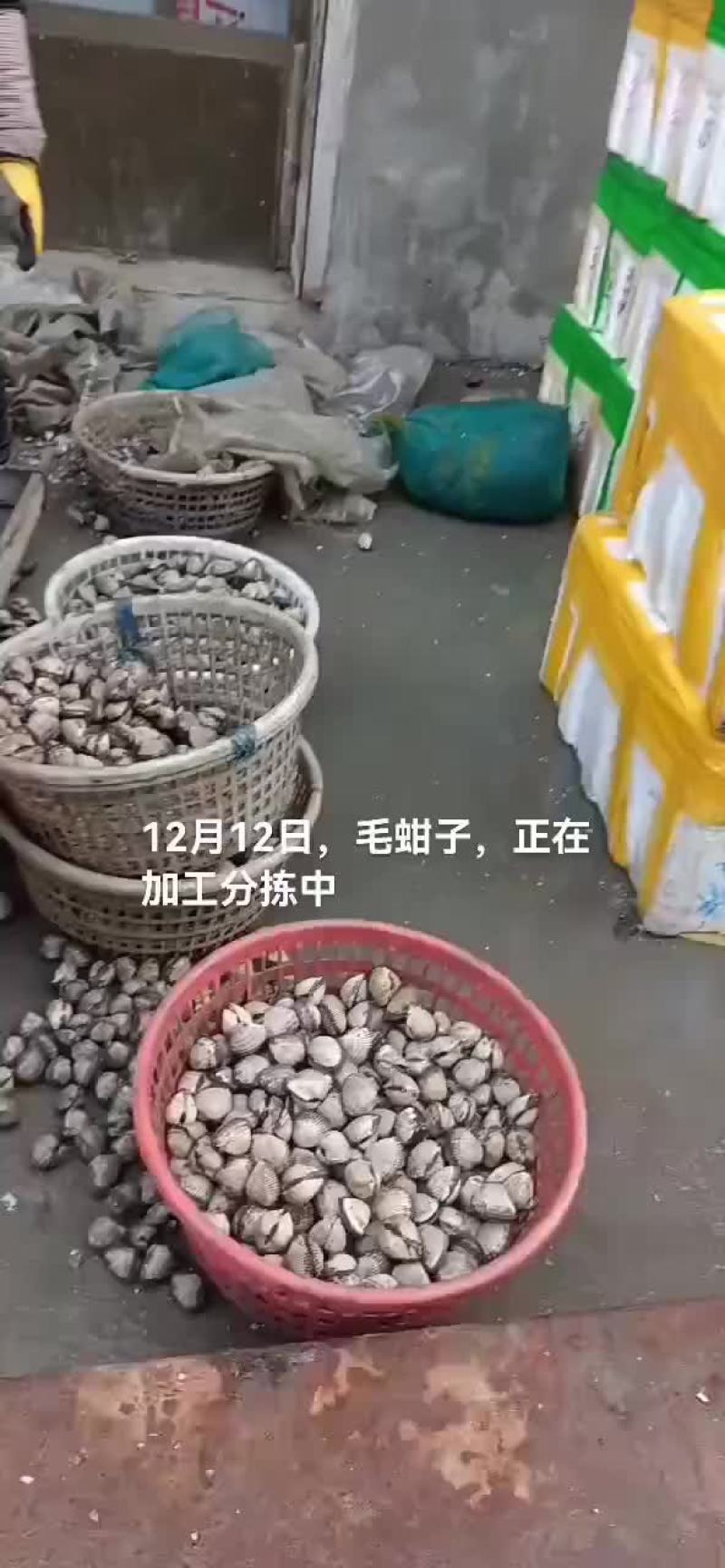 毛蚶子，赤贝