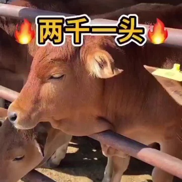 黄牛黄牛肉牛买十头送一头价格合适欢迎咨询