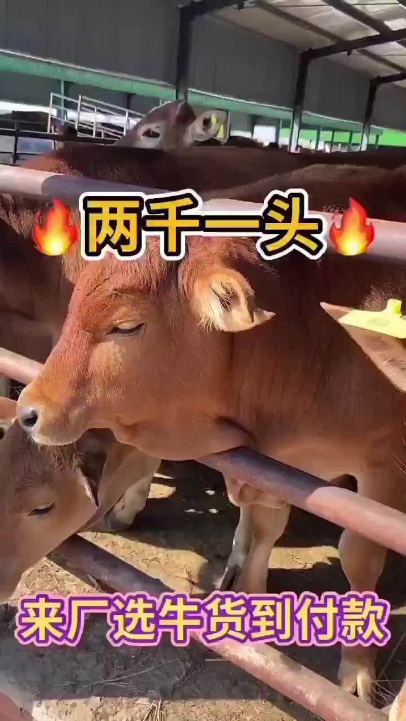 黄牛黄牛肉牛买十头送一头价格合适欢迎咨询