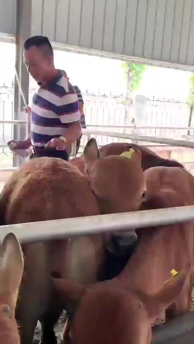 黄牛黄牛肉牛买十头送一头价格合适欢迎咨询