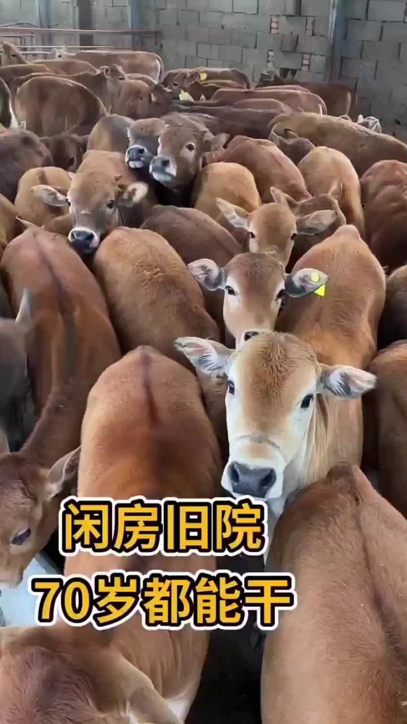 黄牛黄牛肉牛买十头送一头价格合适欢迎咨询