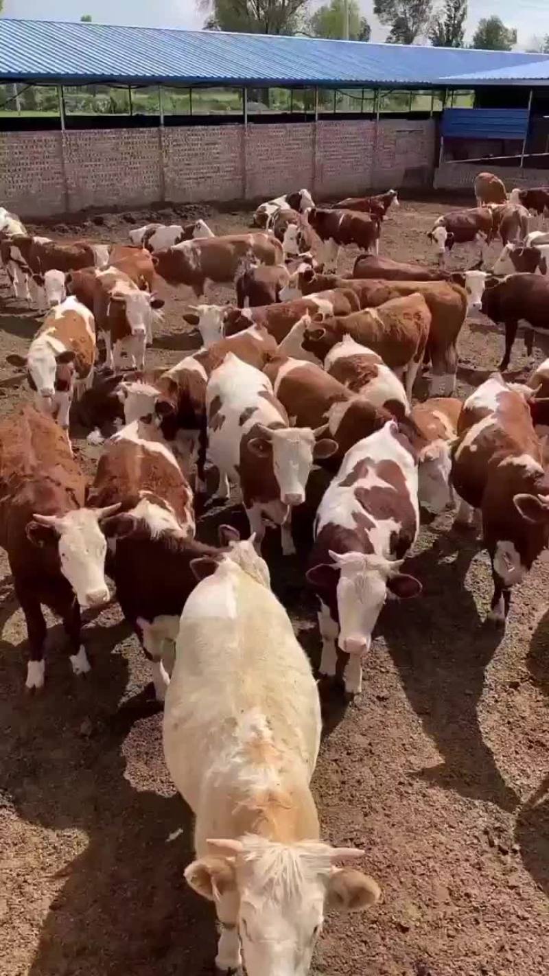 黄牛黄牛肉牛买十头送一头价格合适欢迎咨询