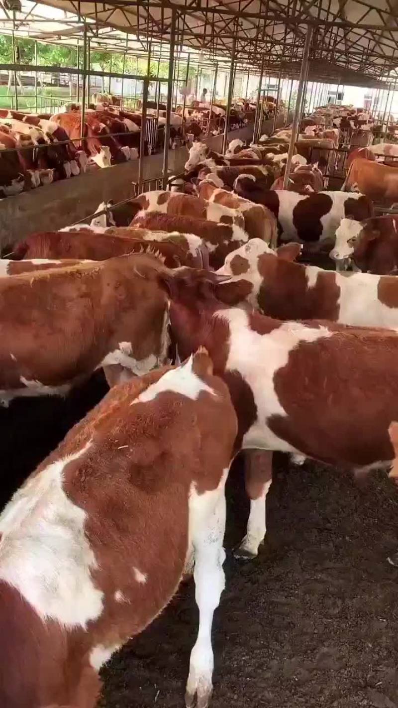 黄牛黄牛肉牛买十头送一头价格合适欢迎咨询