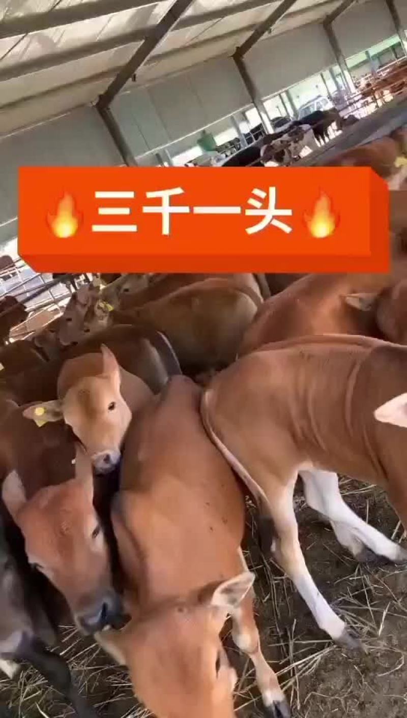 黄牛黄牛肉牛买十头送一头价格合适欢迎咨询