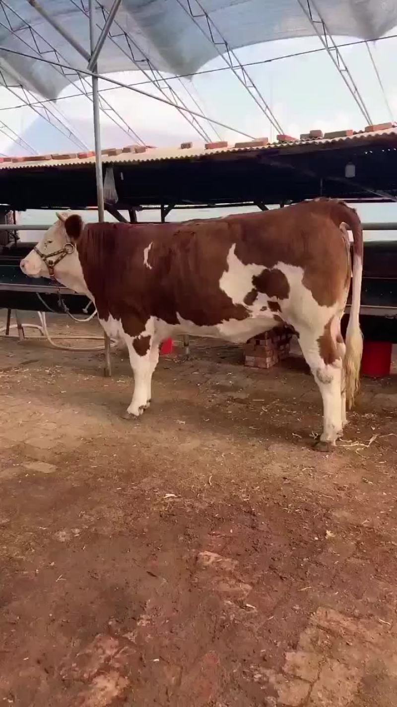 黄牛黄牛肉牛买十头送一头价格合适欢迎咨询