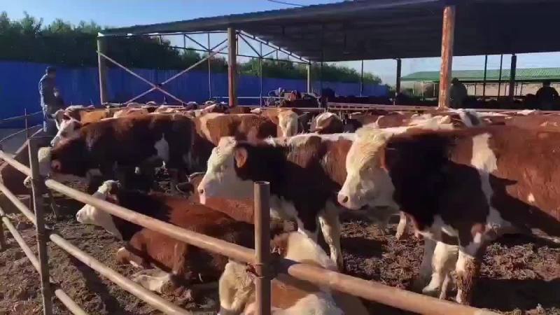 黄牛黄牛肉牛买十头送一头价格合适欢迎咨询