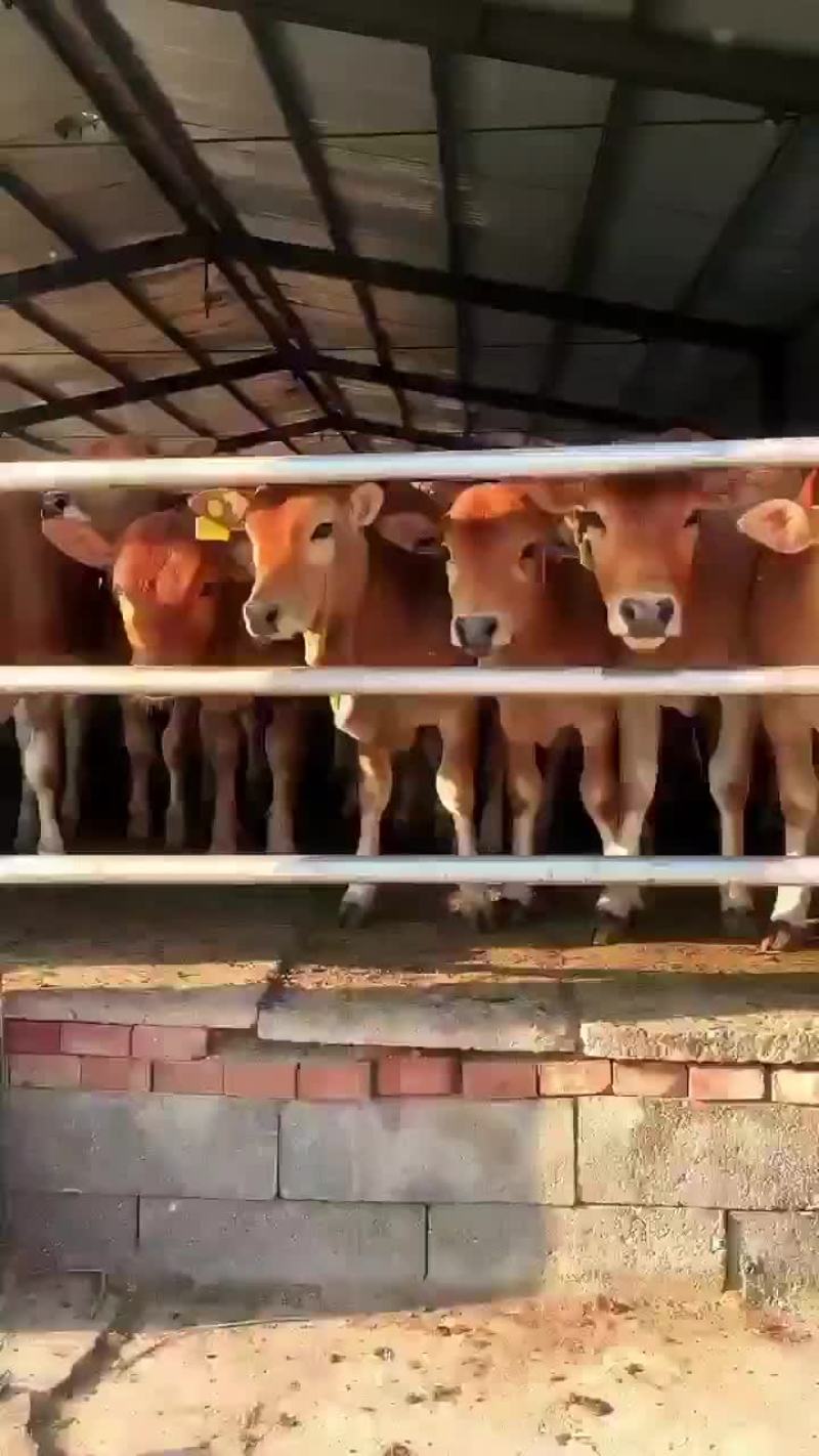 黄牛黄牛肉牛买十头送一头价格合适欢迎咨询