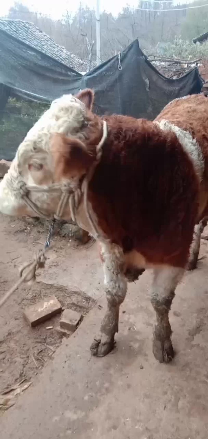 西门塔尔母牛基地直销对接各类客户一手货源
