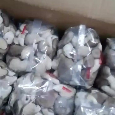 产地自销各种包装秀珍菇小黑平