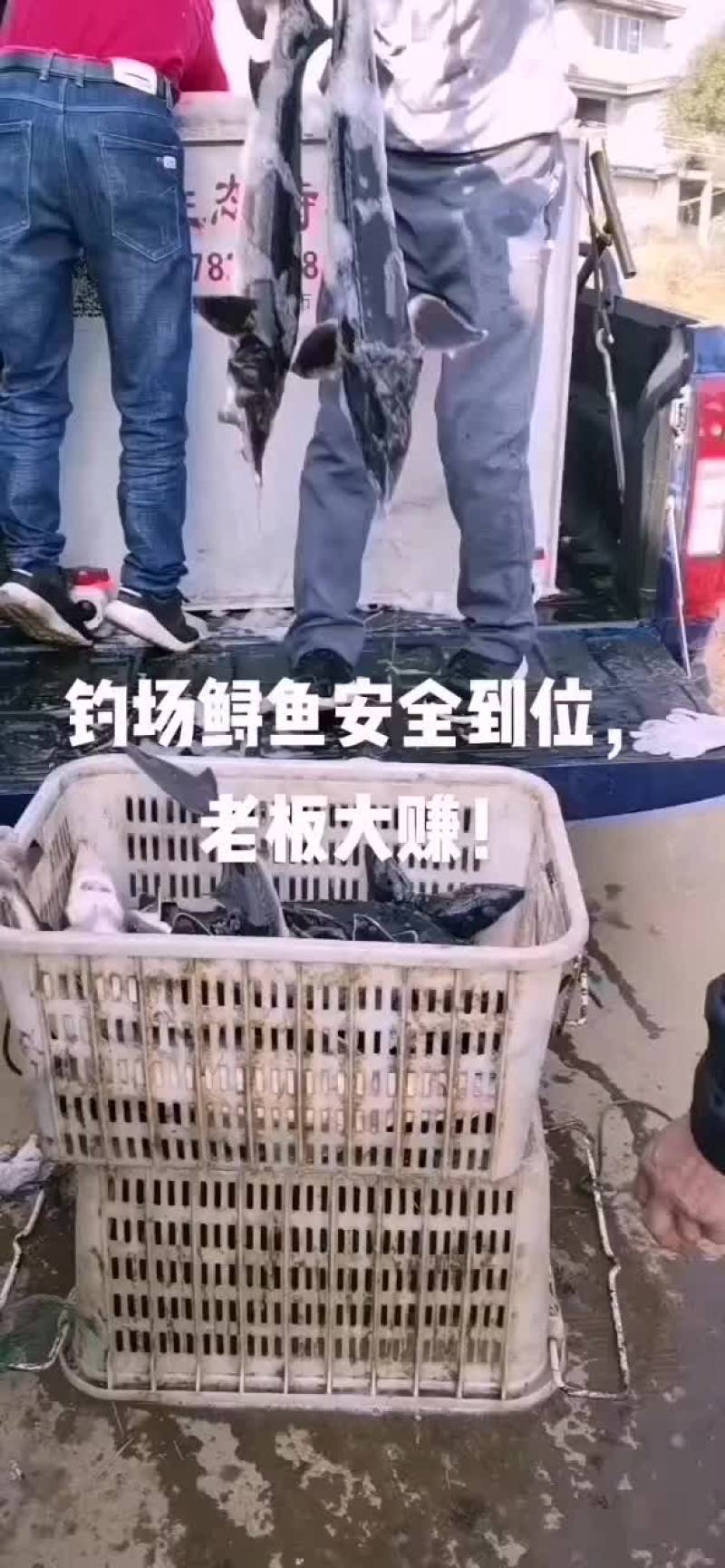 鲟鱼，鸭嘴鲟各种高端鱼大量批发