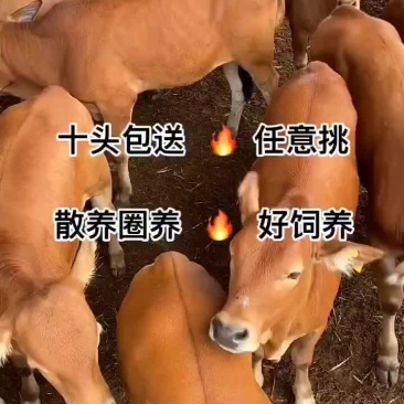 鲁西黄牛买十头送一头包送货有需要的联系我