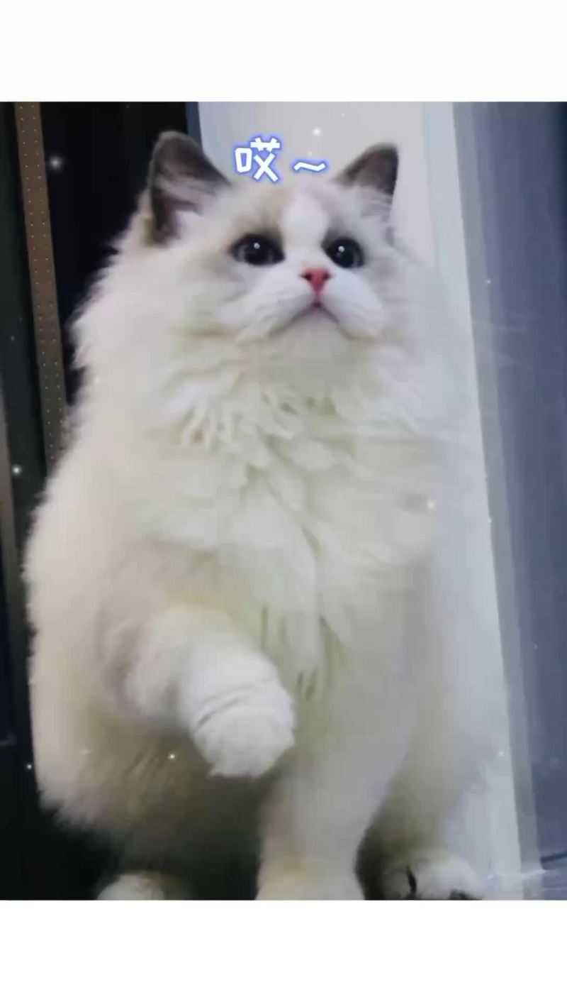 布偶猫咪繁育基地