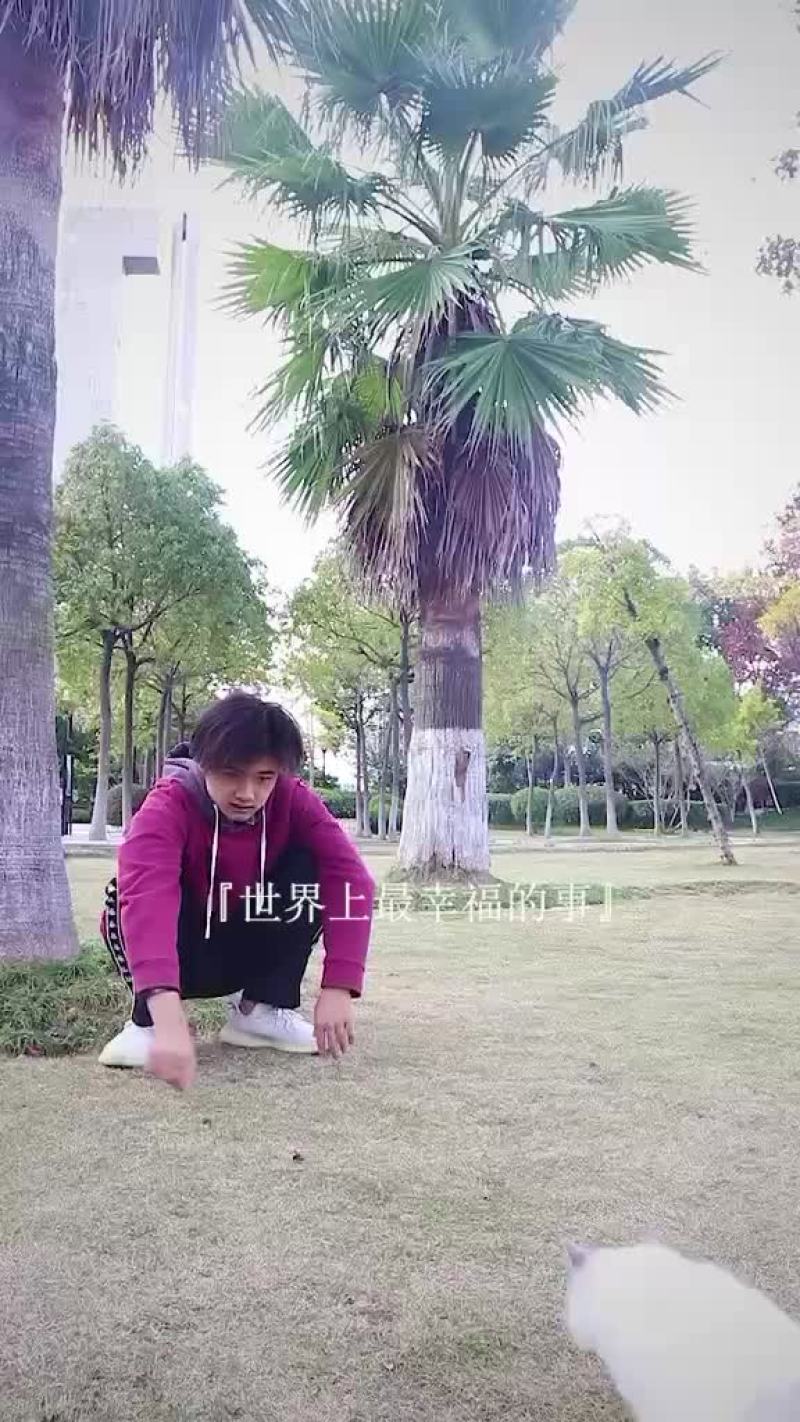 布偶猫咪繁育基地