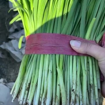 韭菜大量上市