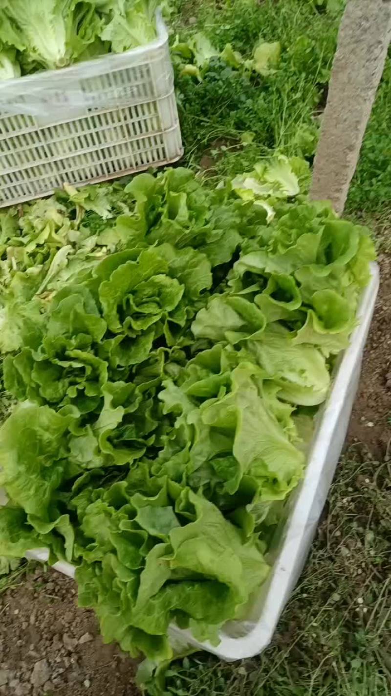 大量批发生菜