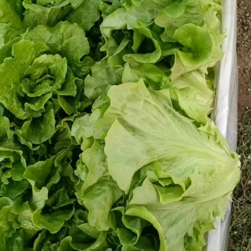 大量批发生菜